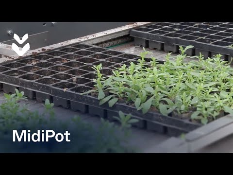 TTA-ISO MidiPot MultiColor - Kwekerij Sorrow and Joy