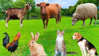 Interesting Characteristics of Pets - Dogs, Goats, Chickens, Cats, Rabbits, Cows - Animal Moments