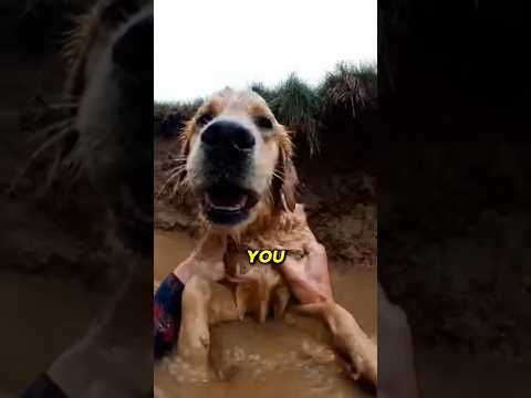 Hero Dog Saves Baby Lamb from Sinkhole! 😱🐕 #animalrescue #emotional #animals #puppy