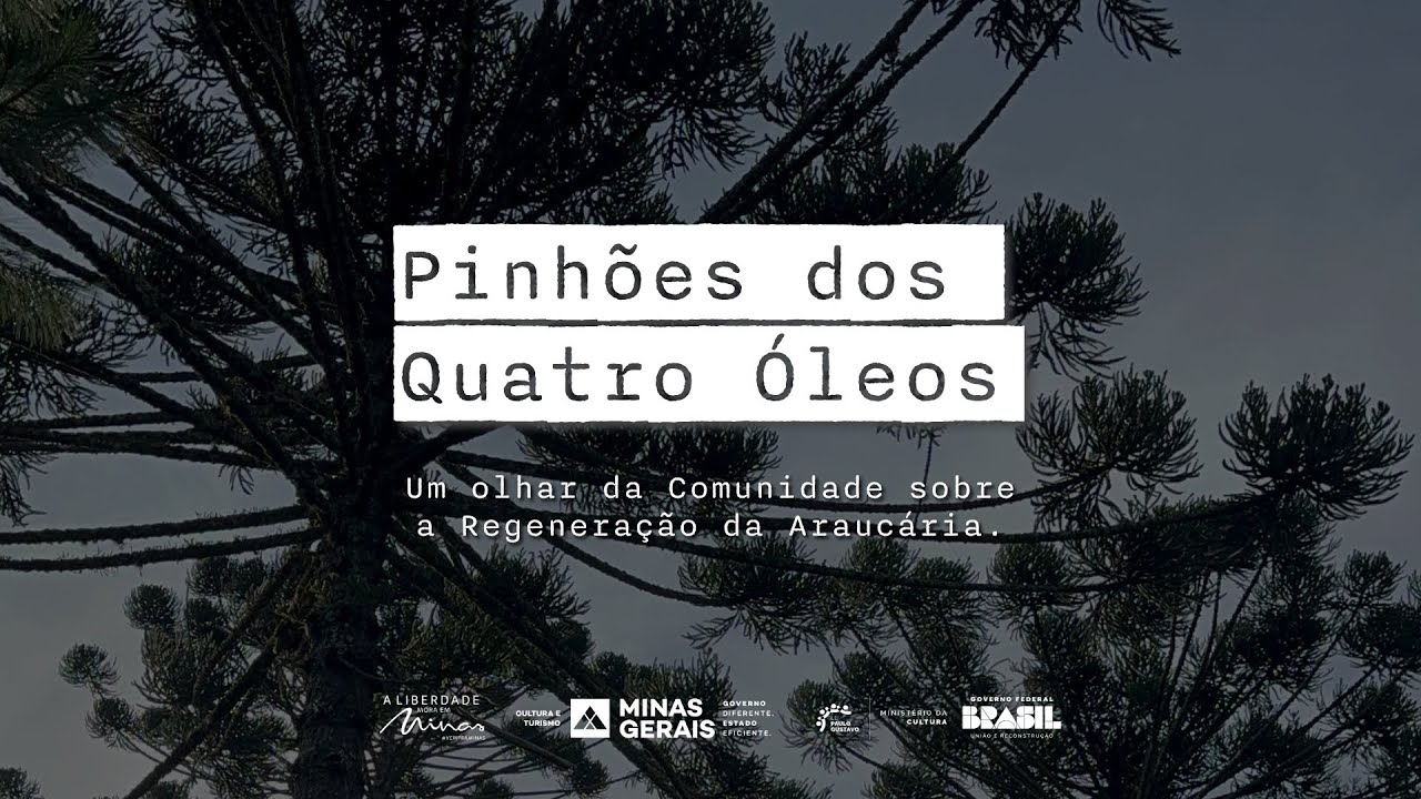 Os Pinhões dos Quatro Óleos - um Olhar da Comunidade sobre a Regeneração da Araucária.