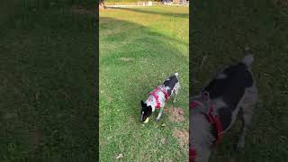 Video preview image #1 Mutt Puppy For Sale in Garden City, NY, USA
