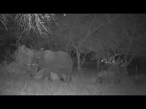 Djuma: Small Elephant group-Short Trunk and her herd - 19:00 - 08/17/2023
