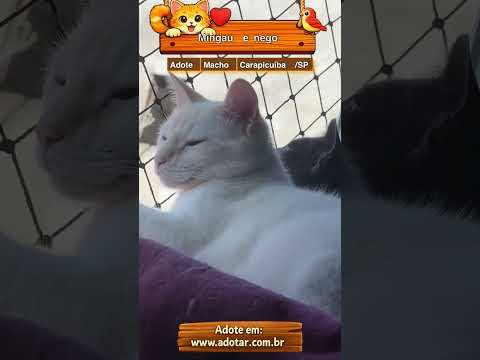 Vídeo de Mingau 