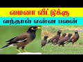 What Is The Benefit Of A Myna Coming To The House Lucky Pets For Home Indian Astrology Predic
