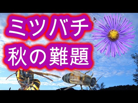 経済学科 晴蜂雨読 ㊲／ミツバチが直面する秋の難題について -- スズメバチの襲撃の本格化とミツバチヘギイタダニの災い (2024年9月、その2)／山崎亮一／日英字幕付き／English subtitled
