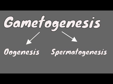 Gametogenesis || Oogeneis || Gametogenesis female || part 1