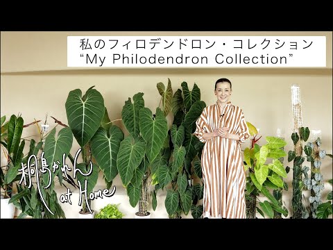 園芸 プリティ・ウッド、カインド・ウッド、フォールス・ウェア、メゼレオン、ジェントル・ローレル