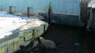 preview picture of video '【 Polar Bear MILK 】ホッキョクグマ　ミルク　氷の上ではツルツル滑るよ'