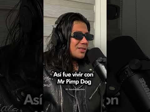 This is what it was like living with Mr. Pimp 👑 🐶 @GoGoldenJunk #charlygalleta #mrpimp #gogoldenj...