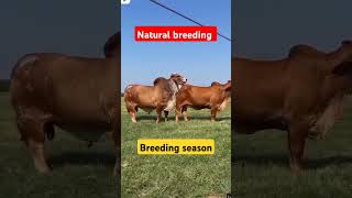Download lagu natural breeding sharoo and Rani mp3