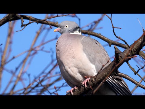 Common Wood Pigeon Calling 4K