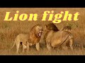 LION FIGHT Ft Lolparpit Olbarnoti