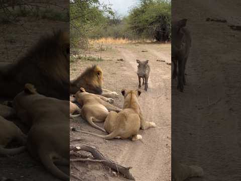 Boar Sits On Sleeping Lioness, Wakes The Whole Pride 😂