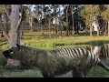 BREAKING NEWS: Tasmanian Tiger Remains ...