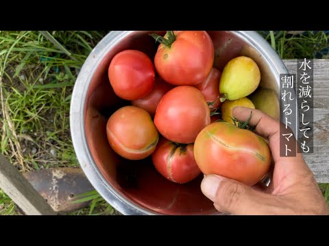 トマトの足の卵殻灰用のコーヒー粉の量