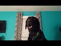 Dog Tries To Snatch Away Pillow From Owner And Cries When She Refuses To Give Up 1210736