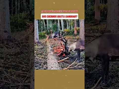 ¿Para qué los ciervos frotan sus cuernos hasta sangrar?