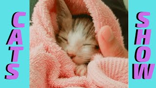 Muitos gatos fofos para alegrar o seu dia - assista agora