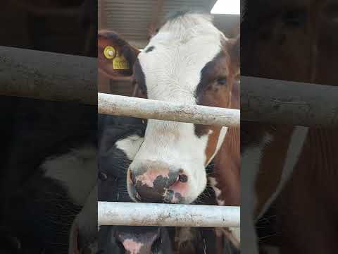 Down at the farm today.... #subscribe #cow #farming