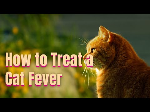 How to Treat a Cat Fever