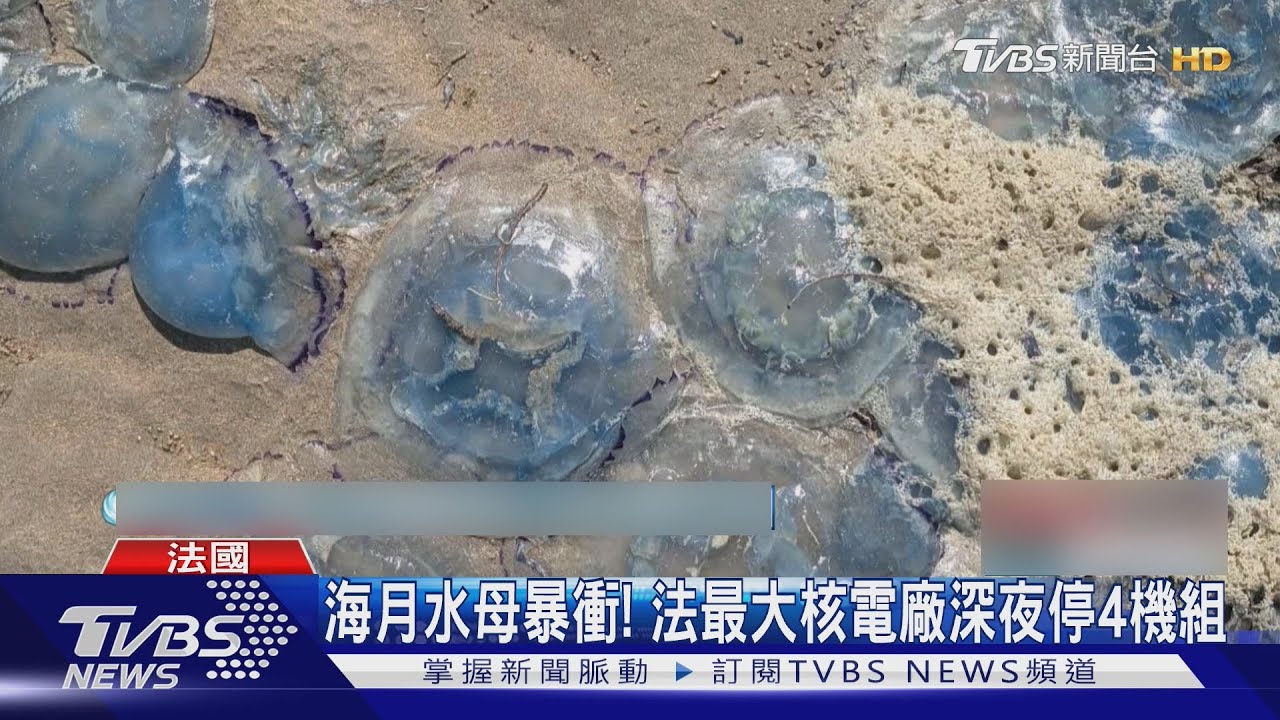 法國北部水溫急昇! 海月水母大量繁殖 害核電廠緊急停機