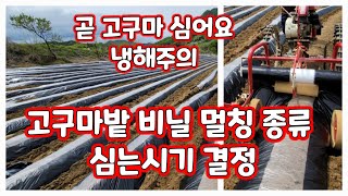 고구마밭 비닐 씌우고 심는시기 결정하고 꿀고구마 [고구마재배방법]