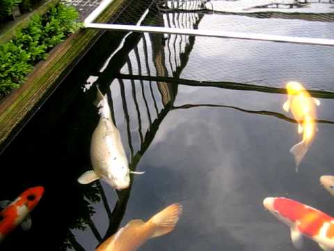 Openstaande schubben