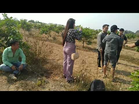 Ntso na nkauj tawm tshiab.