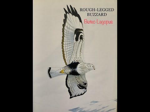 Hlas myšiaka hôrskeho — klesajúce „kii-jau