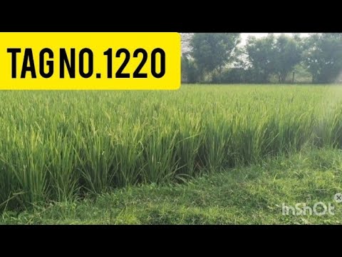 low budget,low price,cheap and best agriculture land farm land, Land for form house for sale.