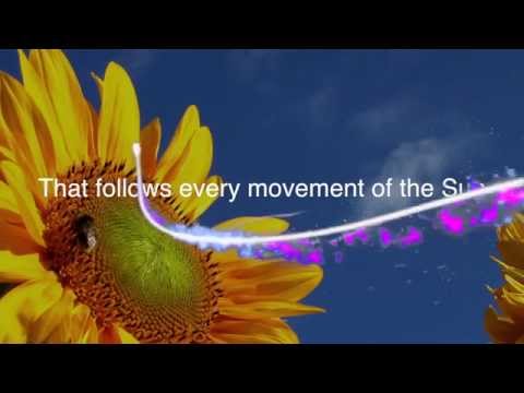 Like A Sunflower Song Lyrics