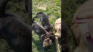 Video preview image #5 Mastiff Puppy For Sale in FULTON, NY, USA