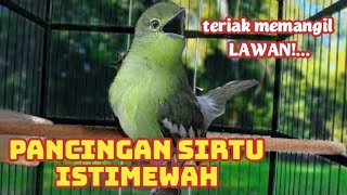 Download lagu dalam sekejap sirtu manapun akan langsung Emosi,mendengar tantangan sirtu pikat ini. mp3