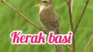 Download lagu Kicau burung / Suara pikat burung Kerakbasi alis putih Mantap mp3