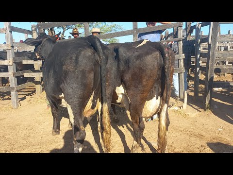 Feira de vaca de leite em Senador Rui Palmeira Alagoas 25/11/25#nordeste