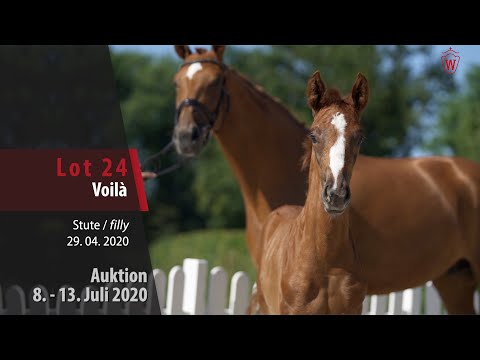 Online Auktion 9. - 13. Juli: Lot 24 Voilà Stute v. Vitalis - Sir Heinrich