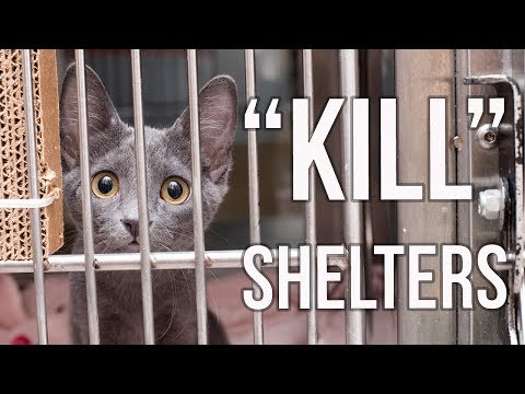 Why I Support "Kill Shelters"