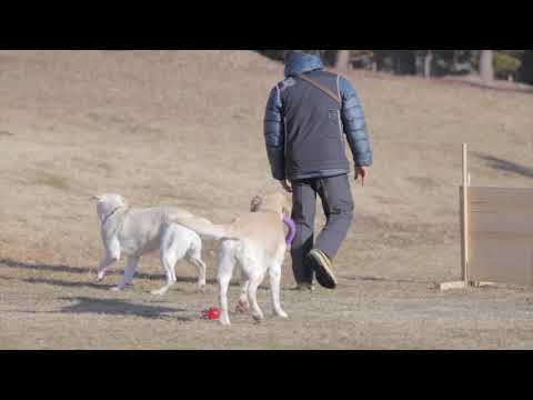 経営法学科　体験授業　「地域に犬をどう生かすか」