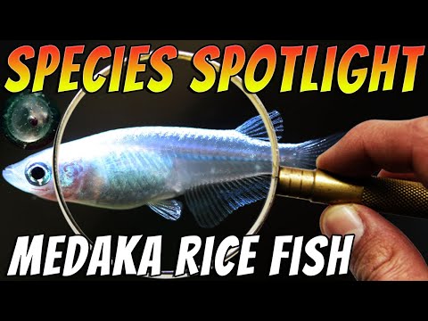 Platinum White Medaka Ricefish - Oryzias Latipes - STUNNING Aquarium & Pond Fish
