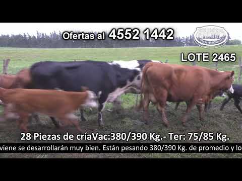 Lote 28 Piezas de cría Vac: 4 HE c/  HO,  3 NO c/  HO,  2 HE c/  RA,  1 NO c/  HE,  1 AA c/  NO,  1 HE,  1 AA c/  HE y 1 AA c/  HO - Ter: 5 HE c/  RA,  4 AA c/  HE,  2 RA y 1 HE. en Valdense