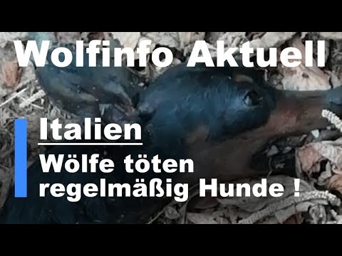 Wolfinfo Aktuell 32 (Italien, Wölfe töten regelmäßig Hunde )