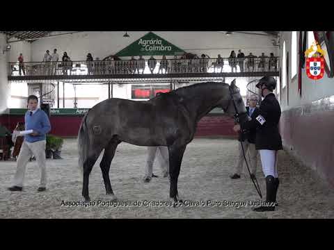 211023 18 Nuko - Aprovação de Garanhões