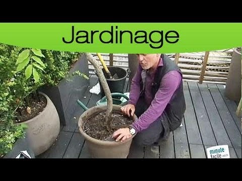 comment soigner un jasmin d'appartement