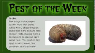 preview picture of video 'Spotlight on Pests with MRW Lawns - Grubs'