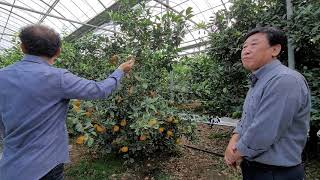 제주도 레드향 색내기 비료량 엽면시비