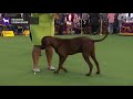 Redbone Coonhounds | Breed Judging 2020