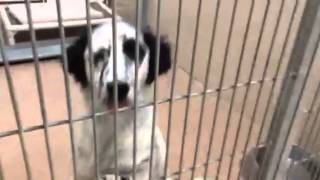 New Year’s Eve Meximutt Migration