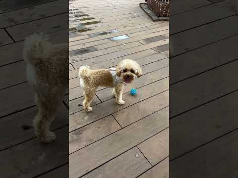 経営学科 雨上がりのトイプードル15ヶ月 #toypoodle #トイプードル