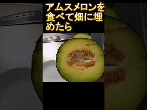 メロンが熟して食べられるかどうかはどうやってわかりますか?家庭菜園家と購入者のためのヒント  庭園