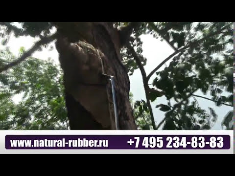 Гевея-плантации во Вьетнаме